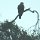schwarz-billed 'Cuckoo'-Taube